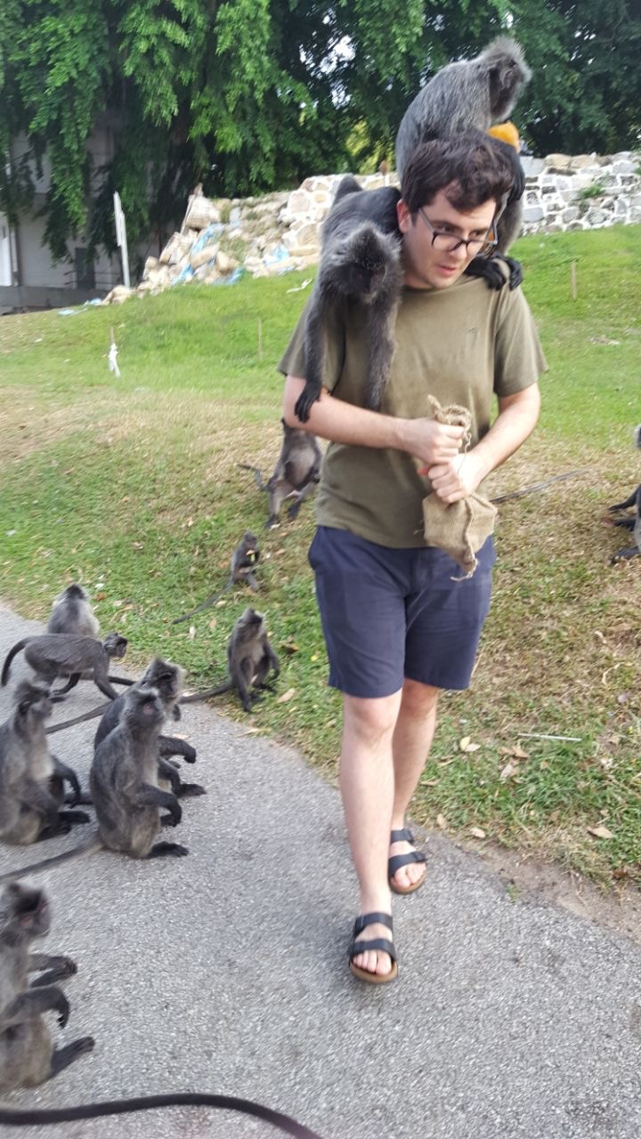 Photo of my impending doom as a family of monkeys surround me